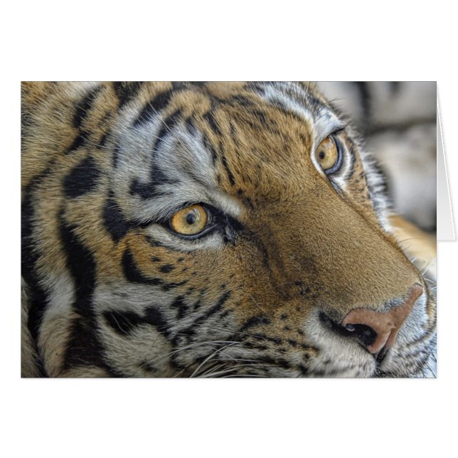 Yeux de tigre (Devant horizontal)