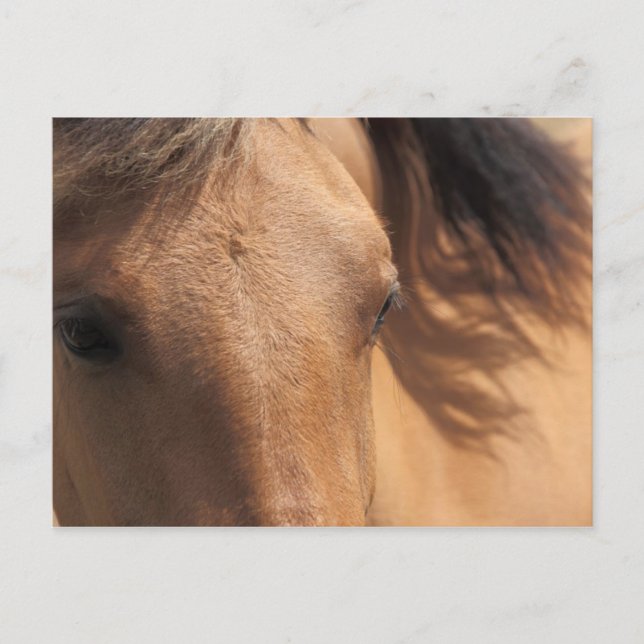 Yeux d'une carte postale Cheval Brown (Devant)