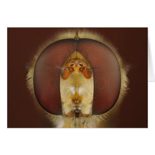 Yeux principaux et composés d'une mouche de vol