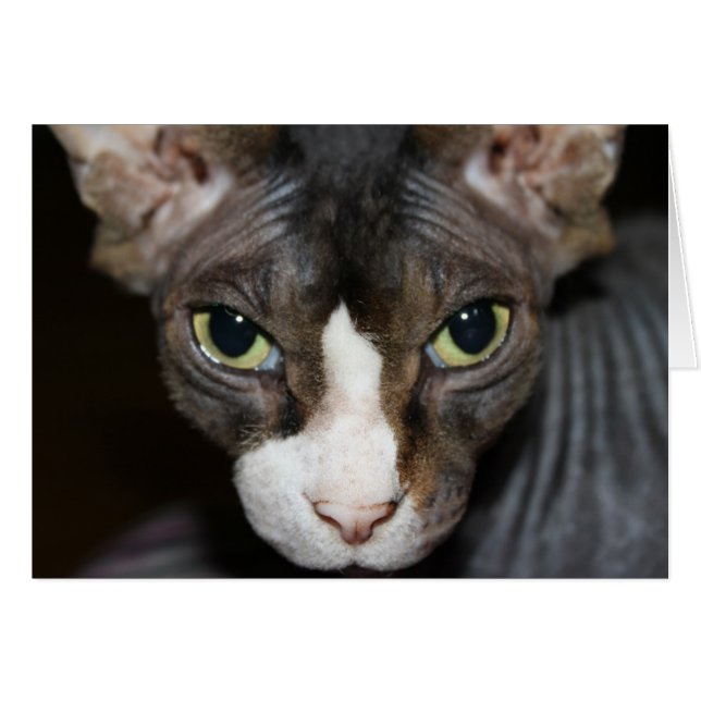 Yeux qui vous regardent ! (Devant horizontal)