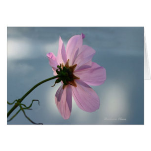 Yielto Nature : Cosmos