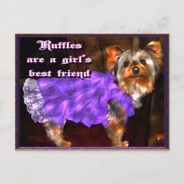 Yorkie en Ruffles Carte postale (Devant)