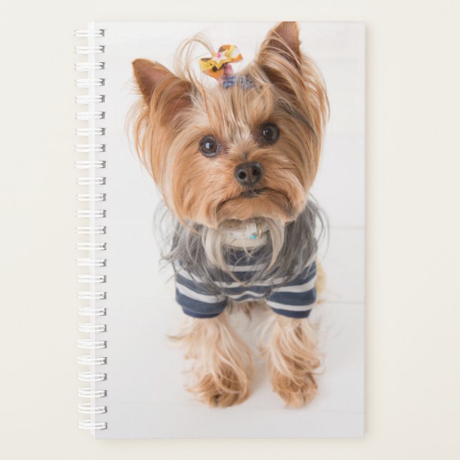 yorkie in sweber (Devant)