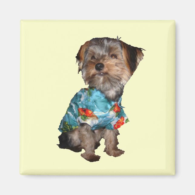 Yorkie Magnet (Devant)