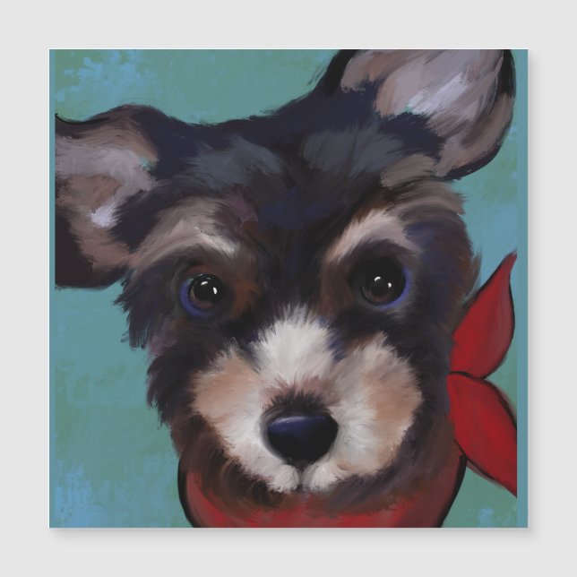 Yorkie Poo   (Devant)