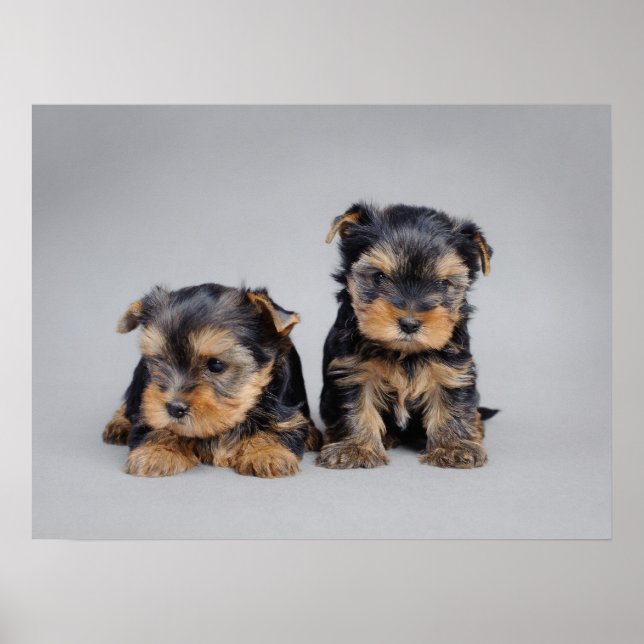Yorkie puppies poster (Devant)