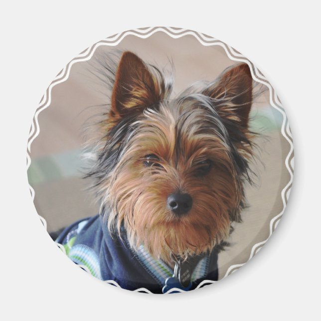 Yorkie Terrier Magnet (Devant)