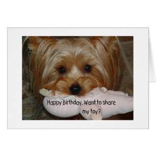 YORKIE VEUT PARTAGER TOUS LES JOUETS "POUR VOTRE B