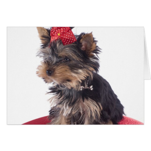 yorkshire (Devant horizontal)