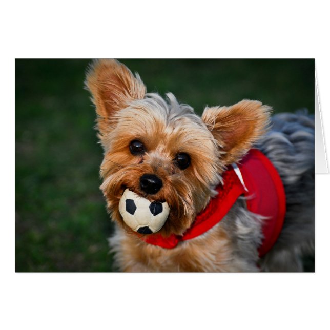 Yorkshire Terrier (Devant horizontal)
