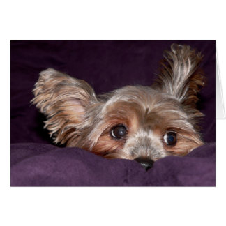 Yorkshire Terrier