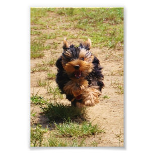 Yorkshire Terrier en cours Photo