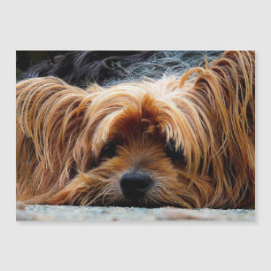 Yorkshire Terrier Photo carte métallique