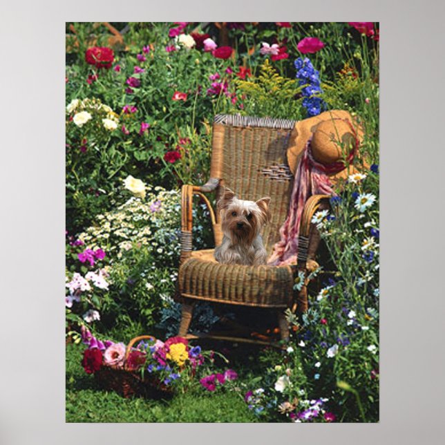 Yorkshire Terrier Poster Garden (Devant)