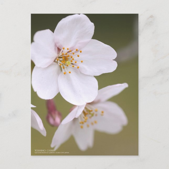 Yoshino Cherry : Carte postale (Devant)