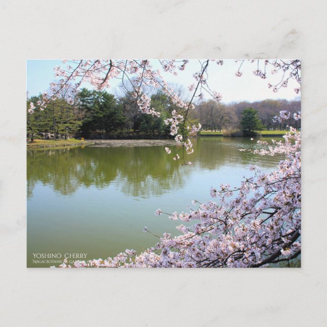 Yoshino Cherry : Carte postale (Devant)