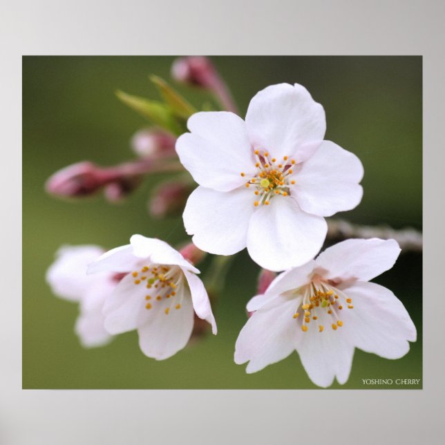 Yoshino Cherry : Poster (Devant)