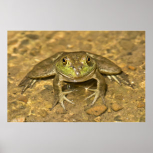 You Looking At Me? American Bullfrog Poster