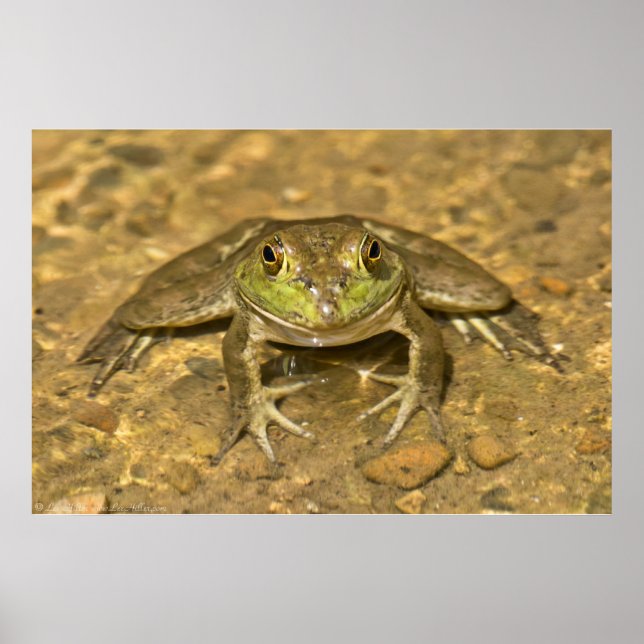 You Looking At Me? American Bullfrog Poster (Devant)