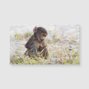 Young Baboon