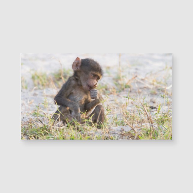 Young Baboon (Devant)