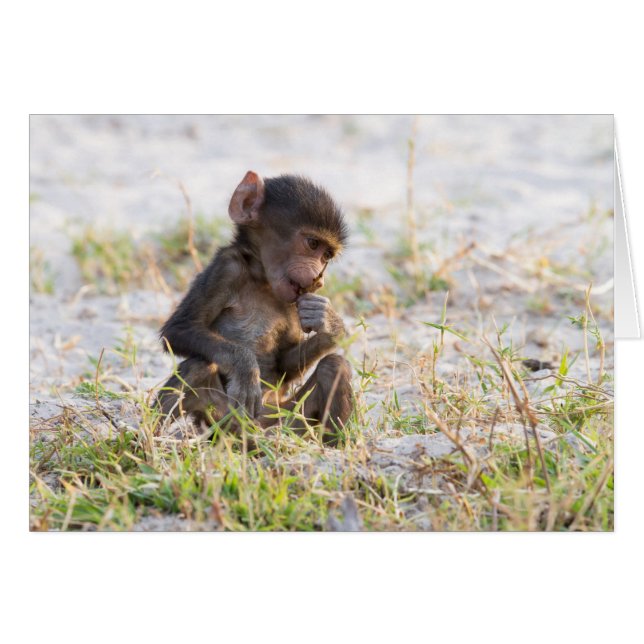 Young Baboon (Devant horizontal)