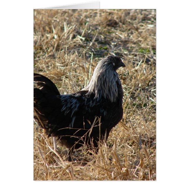 Young Bantam (Devant)