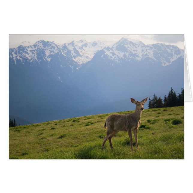 Young Buck et Mt. Olympus Peaks (Devant horizontal)