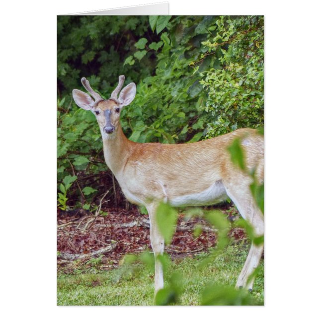 Young Buck in Velvet (Devant)