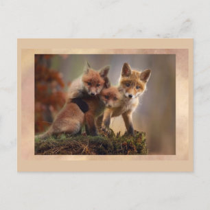 Young Fox Trio Poster carte postale de poste