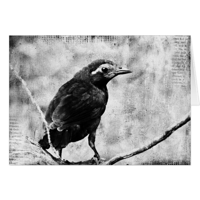 Young Grackle, Fête des pères (Devant horizontal)
