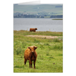 Young Highland Cow par Scottish Loch