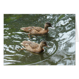 Young Mallard Ducks