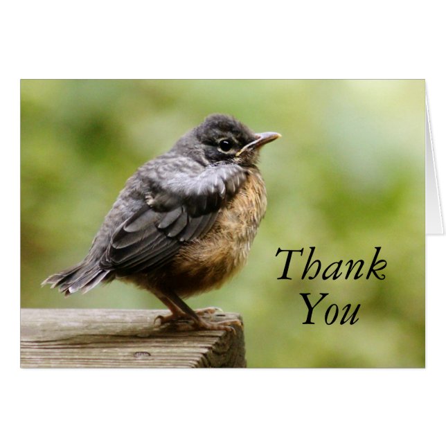 Young Robin (Devant horizontal)