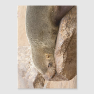 Young sea lion
