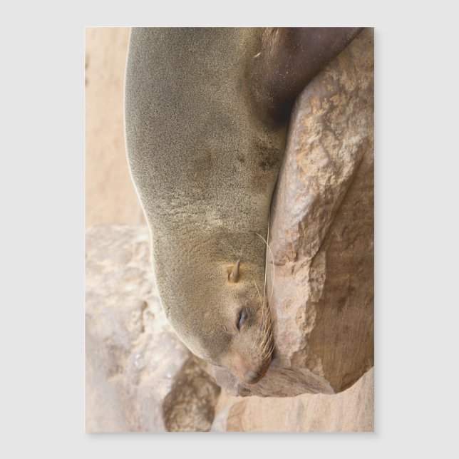 Young sea lion (Devant)