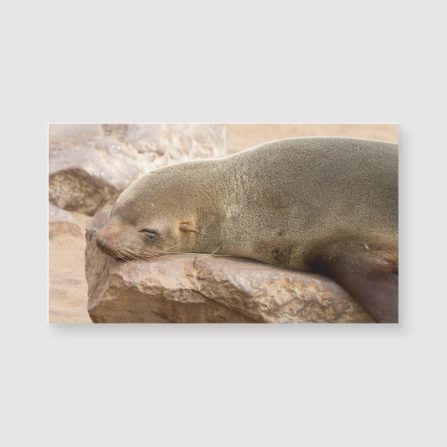 Young sea lion (Devant)