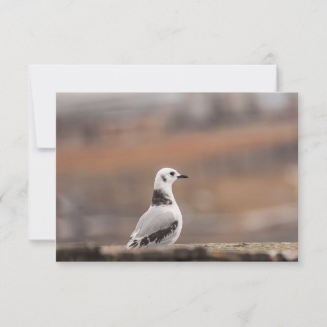 Young Seagull Nature Carte photo (Devant)