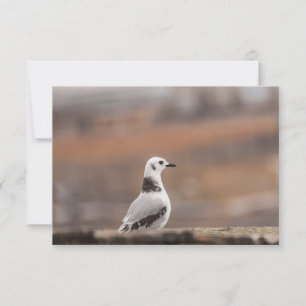 Young Seagull Nature Carte photo