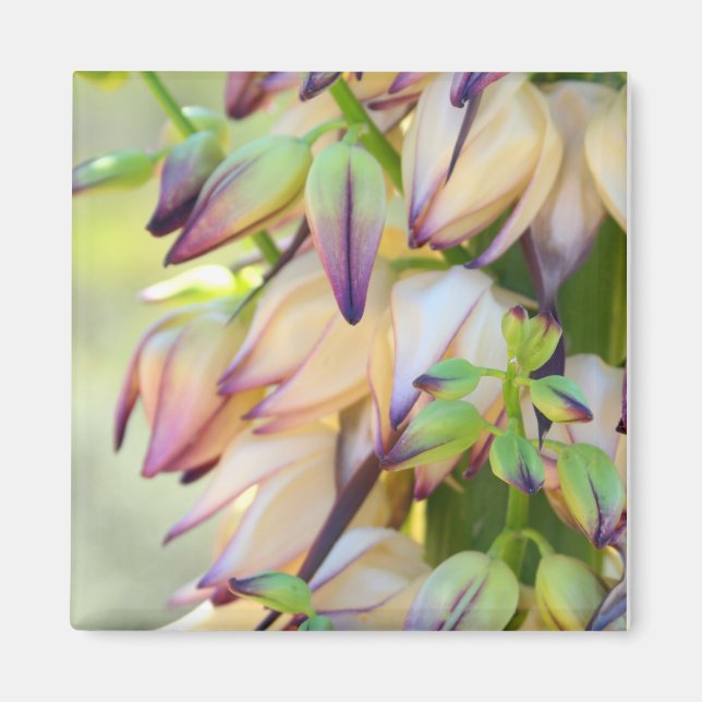 yucca flowers magnet (Devant)