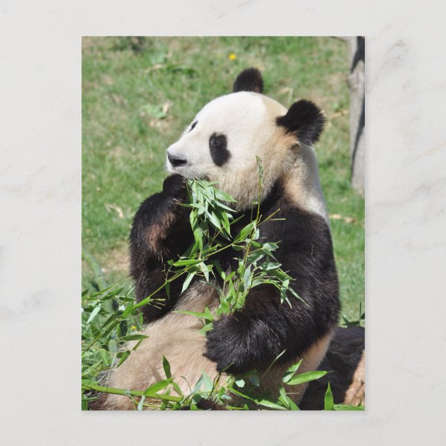 Yum Bamboo ! Carte postale Panda (Devant)