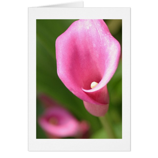 Zantedeschia (Devant)
