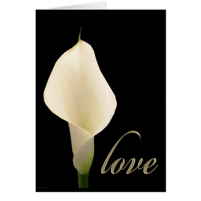 Zantedeschia blanc simple (Devant)