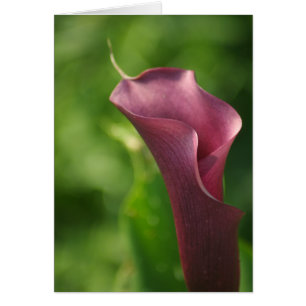 Zantedeschia de Bourgogne