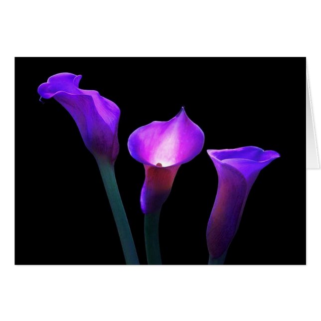 zantedeschia pourpre (Devant horizontal)