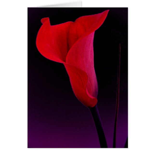Zantedeschia rouge (Devant)