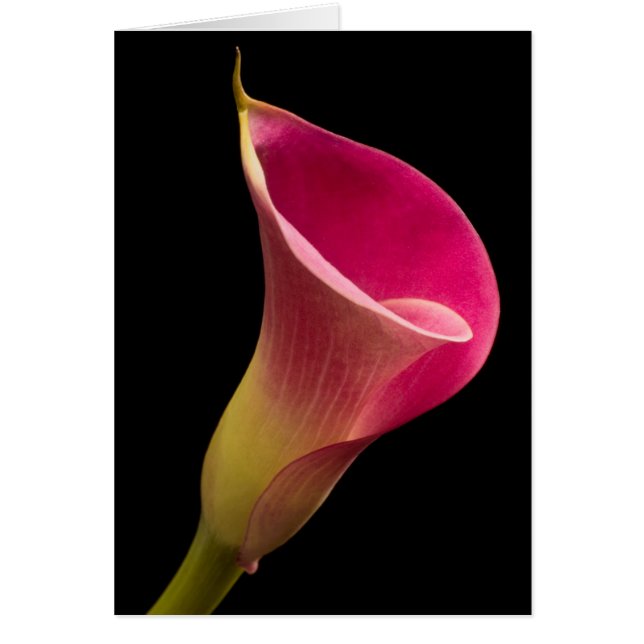Zantedeschia sur le noir (Devant)