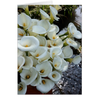 Zantedeschias s'élevant à la plantation de lis,