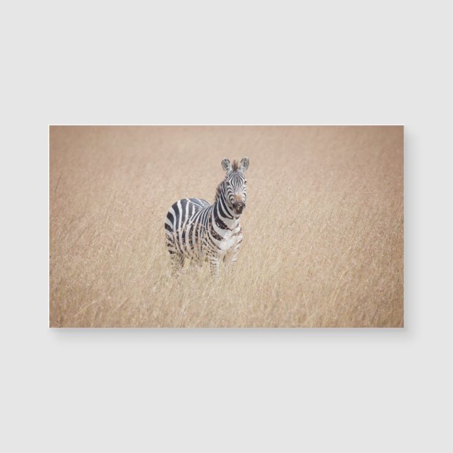 Zebra (Devant)