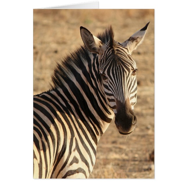 Zebra à Savannah, Tanzanie (Devant)